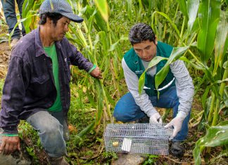 Áncash: Senasa atiende reportes de productos de zonas afectadas por ‘El Niño’