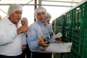 Senasa busca asegurar futuras exportaciones de mango a mercado asiático