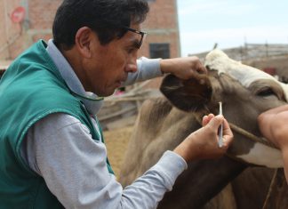 Lambayeque: Senasa busca identificar especies de garrapatas que afectan la ganadería regional