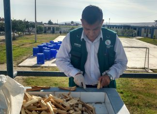 Tacna: Senasa certifica 2.5 toneladas de palo santo para su exportación a Chile