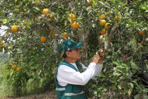 Senasa certifica más de mil toneladas de naranja con destino a Costa Rica