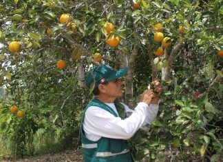 Senasa certifica más de mil toneladas de naranja con destino a Costa Rica