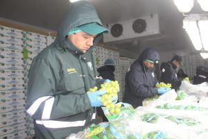Senasa certificó más de 6 mil toneladas de uva para exportación