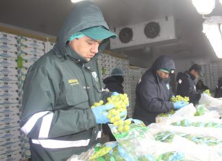 Arequipa: Senasa certificó más de 6 mil toneladas de uva para exportación