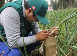 Senasa contribuye al incremento de producción de hortalizas en Pucará con inspecciones fitosanitarias