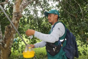 Senasa controla incidencia de mosca de la fruta mediante sistema de trampeo