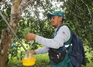 Junín: Senasa controla incidencia de mosca de la fruta mediante sistema de trampeo