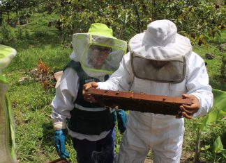 Senasa ejecuta tratamiento contra Varroasis en 565 colmenas de la provincia de Chanchamayo