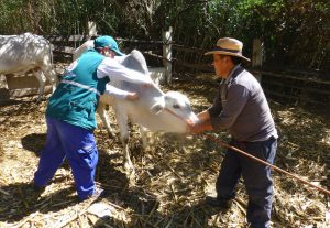 Senasa ejecutará campaña de vacunación en beneficio de doscientos productores de Andahuaylas
