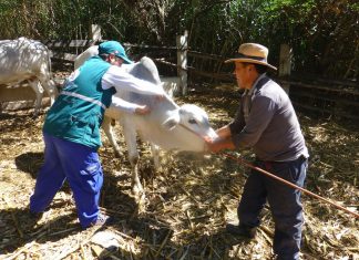 Andahuaylas: Más de cien pequeños productores de Huayana beneficiados con acciones del Senasa