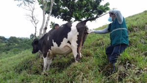 Senasa en Tacna - Toma de muestras a ganado bovino
