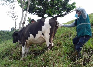 San Martín: Toma de muestras serológicas para descarte de Brucelosis bovina