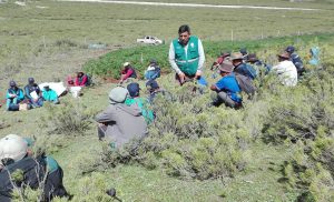 Senasa fomenta el MIP en papa en zonas altoandinas de Apurímac