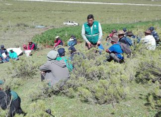 Senasa fomenta el MIP en papa en zonas altoandinas de Apurímac