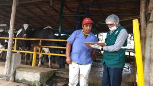 Senasa fomenta las buenas prácticas ganaderas en Chincha