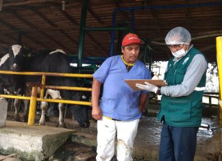 Senasa fomenta las buenas prácticas ganaderas en Chincha