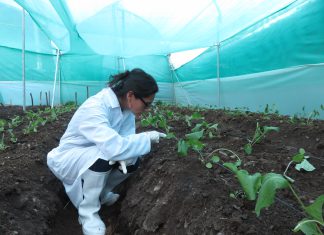 Cusco: Senasa mantiene bajo cuarentena gerberas procedentes de Holanda
