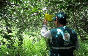 Senasa mantiene vigilancia en más de 3600 hectáreas de cítricos