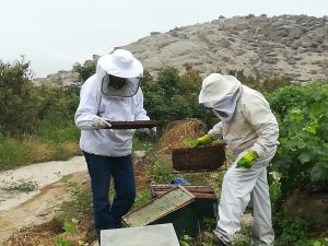 Senasa monitorea colmenas en el sector de Huayán