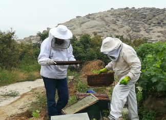 Huaral: Senasa monitorea colmenas en el sector de Huayán