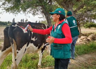 Ica: Senasa realiza más de siete mil pruebas diagnósticas para descartar Brucelosis bovina