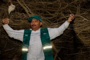 Senasa realiza vigilancia y control poblacional de murciélagos hematófagos