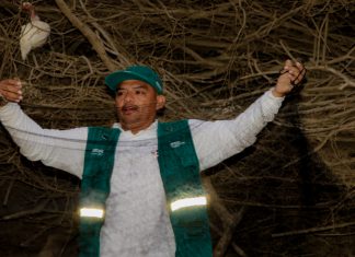 Áncash: Senasa realiza vigilancia y control poblacional de murciélagos hematófagos