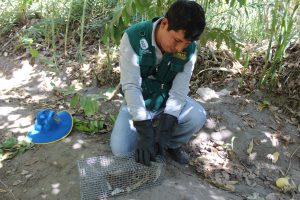 Senasa - se reduce indice de infestacion de plaga de roedores en Arequipa