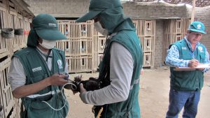 Senasa vacuna más de 390 mil aves para prevenir enfermedad de Newcastle