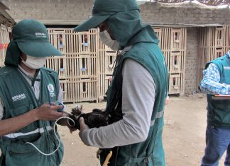 La Libertad: Senasa vacuna más de 399 mil aves para prevenir enfermedad de Newcastle