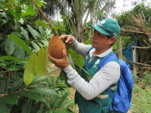 Vigilancia fitosanitaria en cultivos de cacao y copoazu en Madre de Dios - Senasa