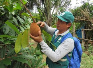 Vigilancia fitosanitaria en cultivos de cacao y copoazu en Madre de Dios