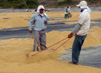Andina: Producción nacional de arroz se incrementó 17.2% en octubre de este año