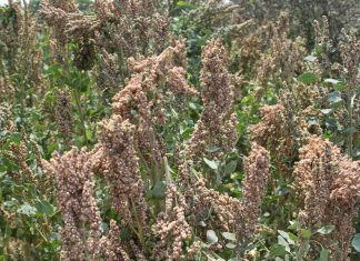 Gestión: Perú se mantiene como primer productor y exportador mundial de quinua