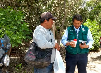 Ica: Acciones del Senasa y municipalidad de Pueblo Nuevo en beneficio de los porcicultores