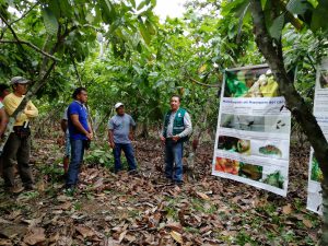 Senasa - Cacaoteros de Alto Cachiyacu beneficiados con Escuela de Campo 