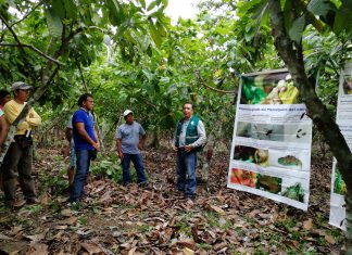 San Martín: Cacaoteros de Alto Cachiyacu beneficiados con Escuela de Campo