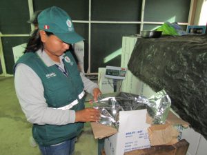 Madre de Dios - Senasa certifica más de 249 mil kilos de castaña para exportación