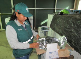 Madre de Dios: Senasa certifica más de 249 mil kilos de castaña para exportación