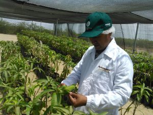 Piura - Senasa inspecciona instalación de 39 mil varas yemeras de mango provenientes de Israel