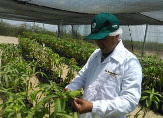 Piura: Senasa inspecciona instalación de 39 mil varas yemeras de mango provenientes de Israel