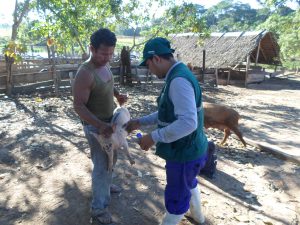 SENASA - No se registraron casos de peste porcina clásica en Ucayali durante 2017