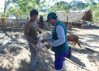 SENASA: No se registraron casos de peste porcina clásica en Ucayali durante 2017