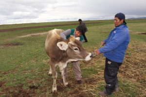 Senasa - 96 212 bovinos vacunados contra Carbunco sintomático en Puno