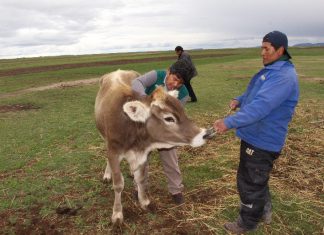 Meta cumplida: 96 212 bovinos vacunados contra Carbunco sintomático en Puno