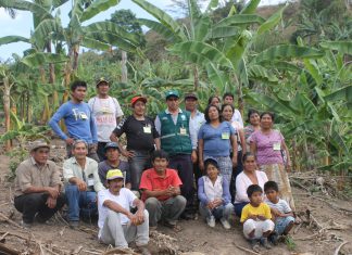 Agricultores de Selva Central son reconocidos en ECA enfocadas en cultivo de plátano y banano