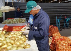Senasa - Arequipa certificó más de cuatro mil toneladas de cebolla fresca para exportación