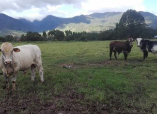 Oxapampa: Más de cinco mil bovinos vacunados para prevenir la rabia