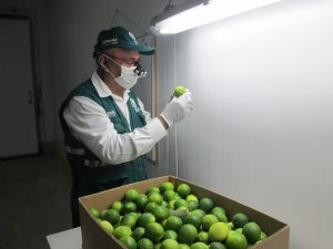 Senasa - Chile se consolida como principal destino de las exportaciones de limón piurano