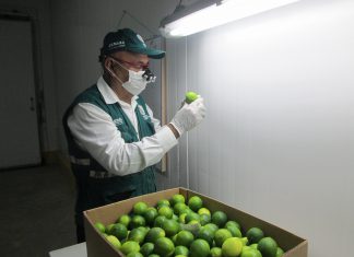 Senasa: Chile se consolida como principal destino de las exportaciones de limón piurano